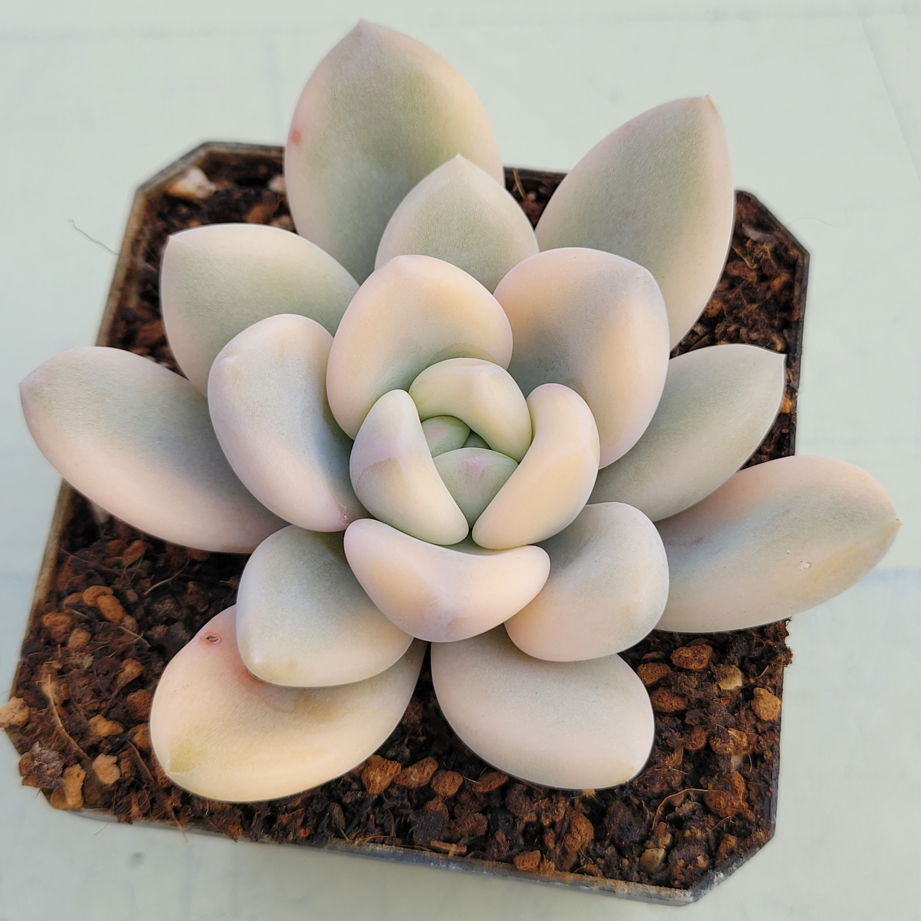 Graptoveria Opalina variegated 