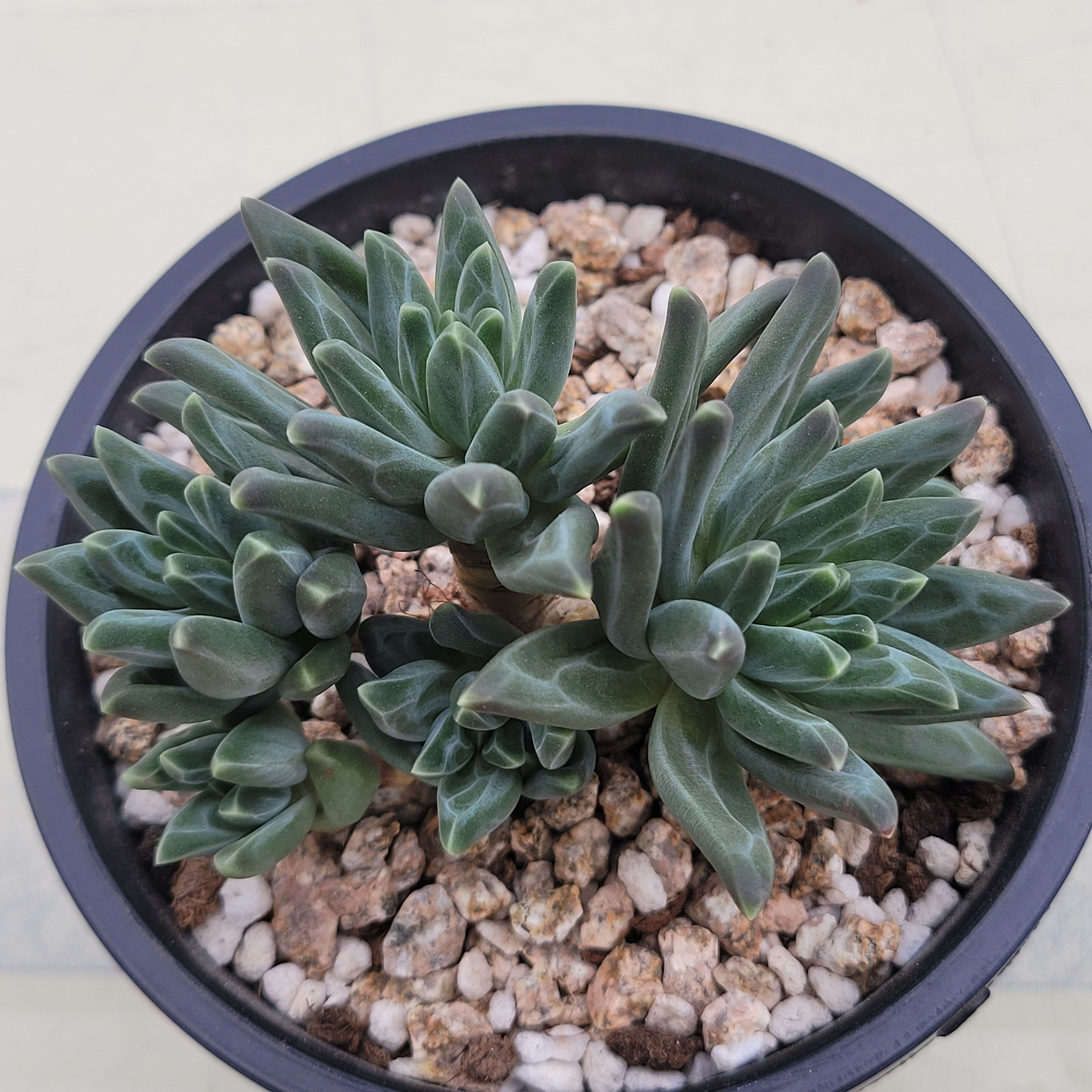 Pachyphytum Icarus 