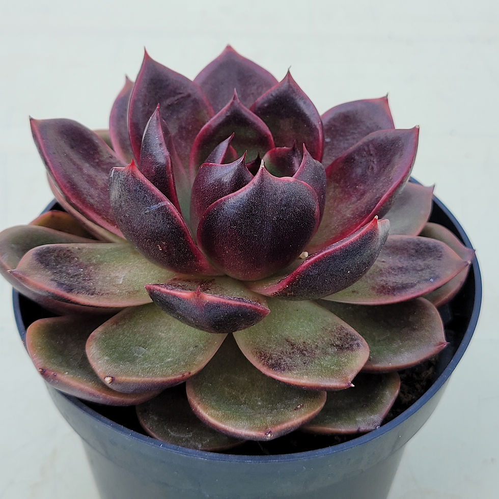 Thumbnail: Echeveria Sugar lips 