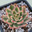 Thumbnail: Echeveria Alsnell variegated 