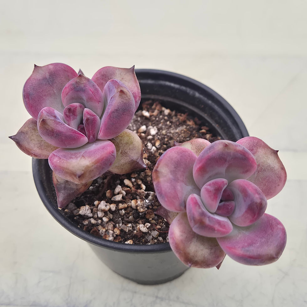 Thumbnail: Echeveria Pink Tulip 