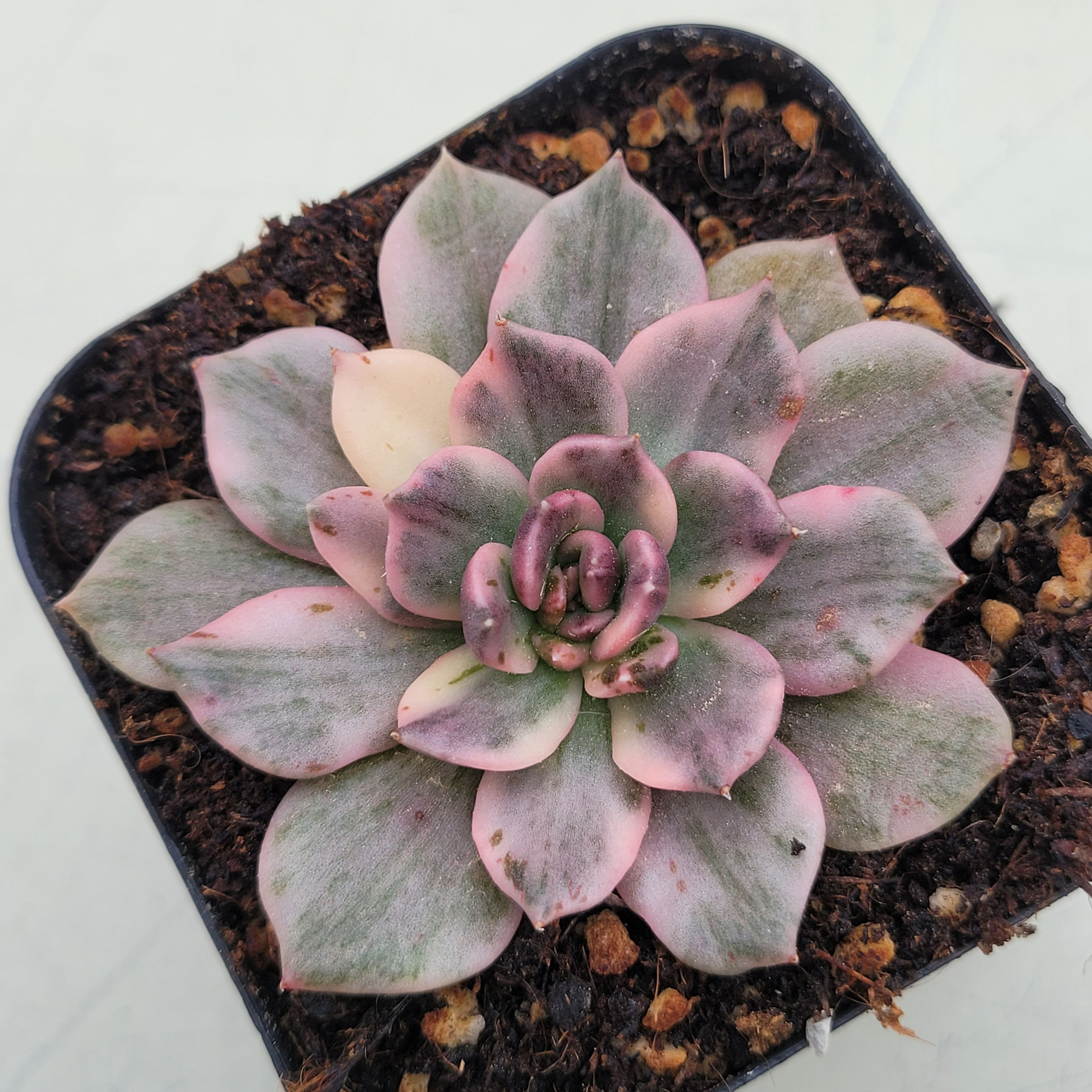 Echeveria Black Pink variegated 