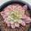 Thumbnail: Echeveria Scarlett variegated 