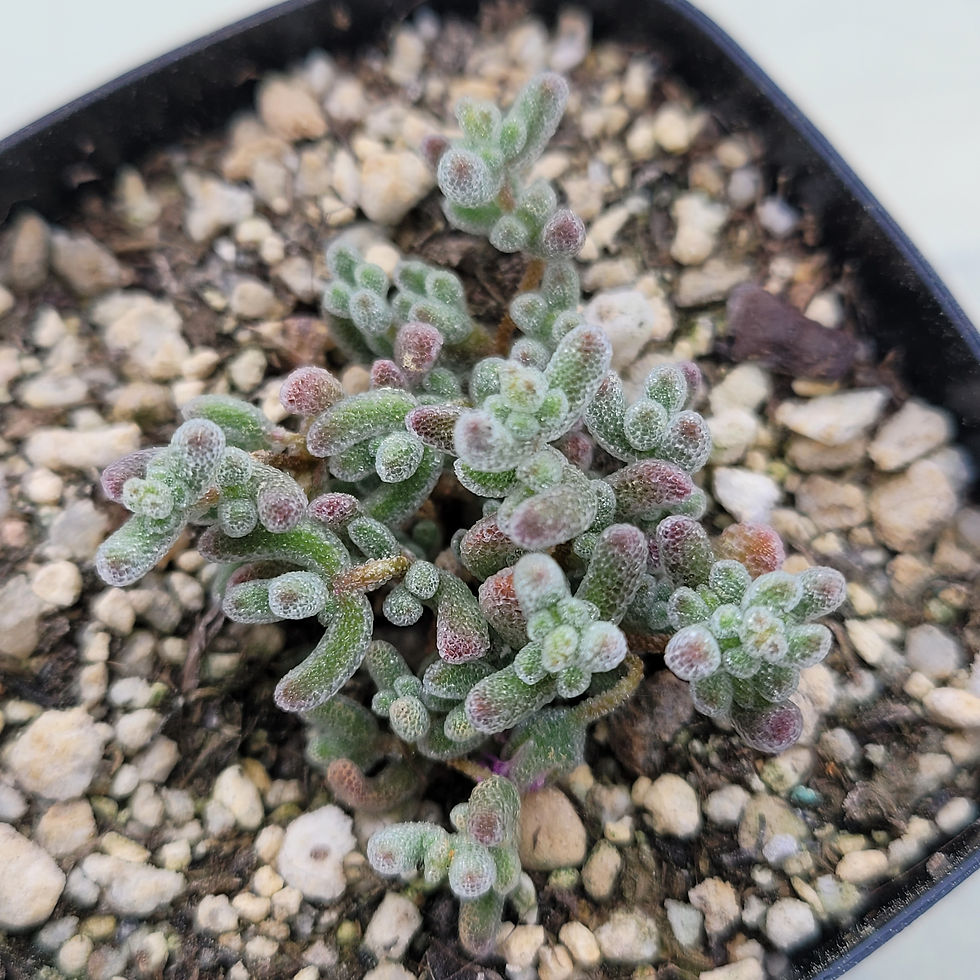 Thumbnail: Drosanthemum Globosum 'Ice Crystal'