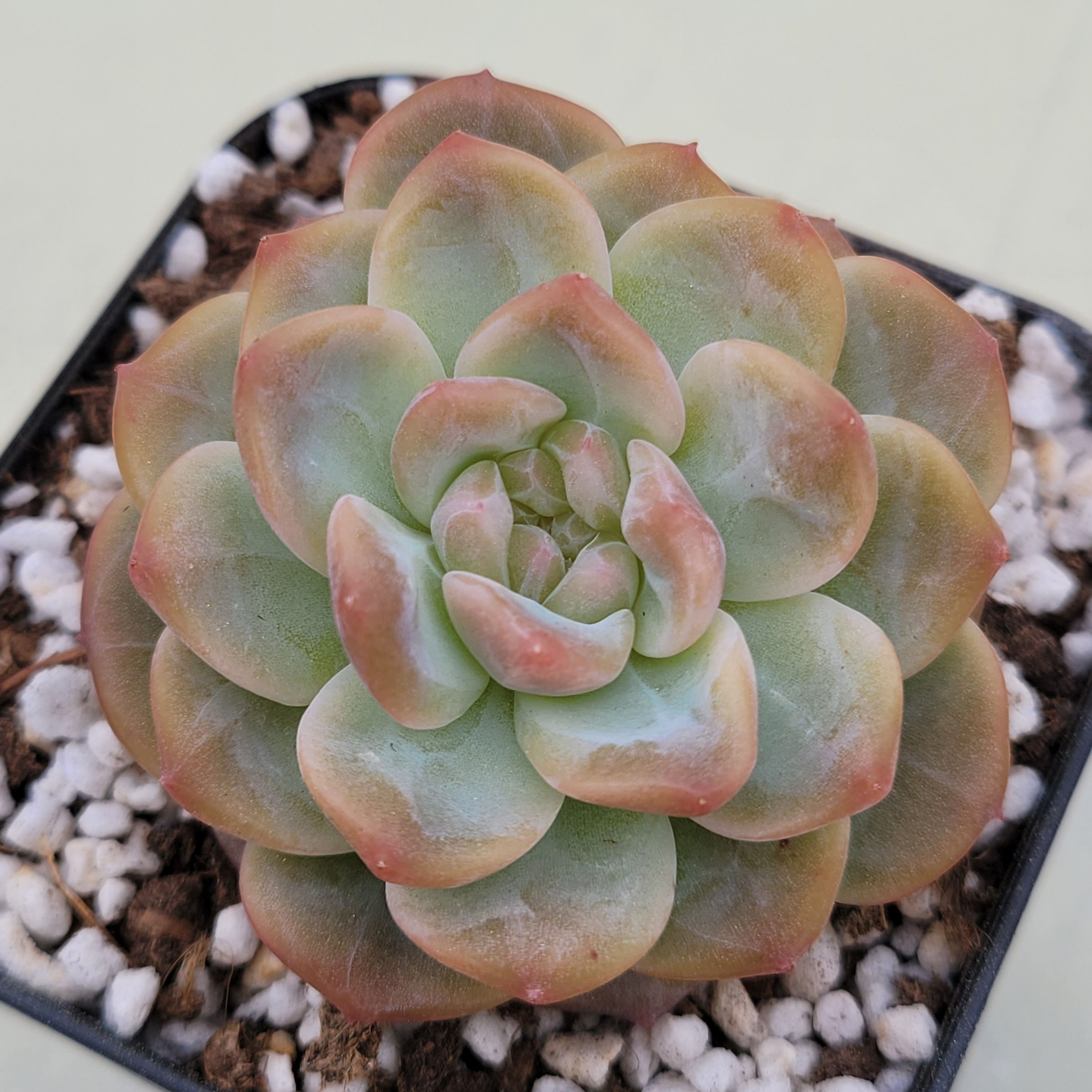 Echeveria Sweet Potato 