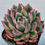 Thumbnail: Echeveria Agavoides Jjokbit Ebony variegated 