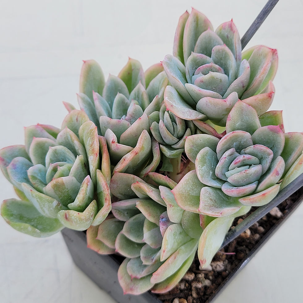 Variegated Raspberry Echeveria Raspberry Ice variegated | Korean Succulents