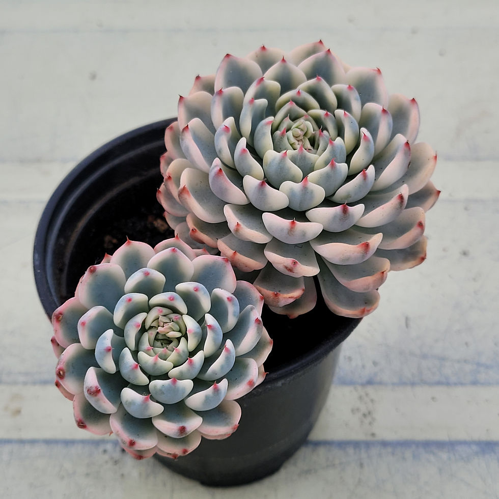 Thumbnail: Echeveria Minima variegated 