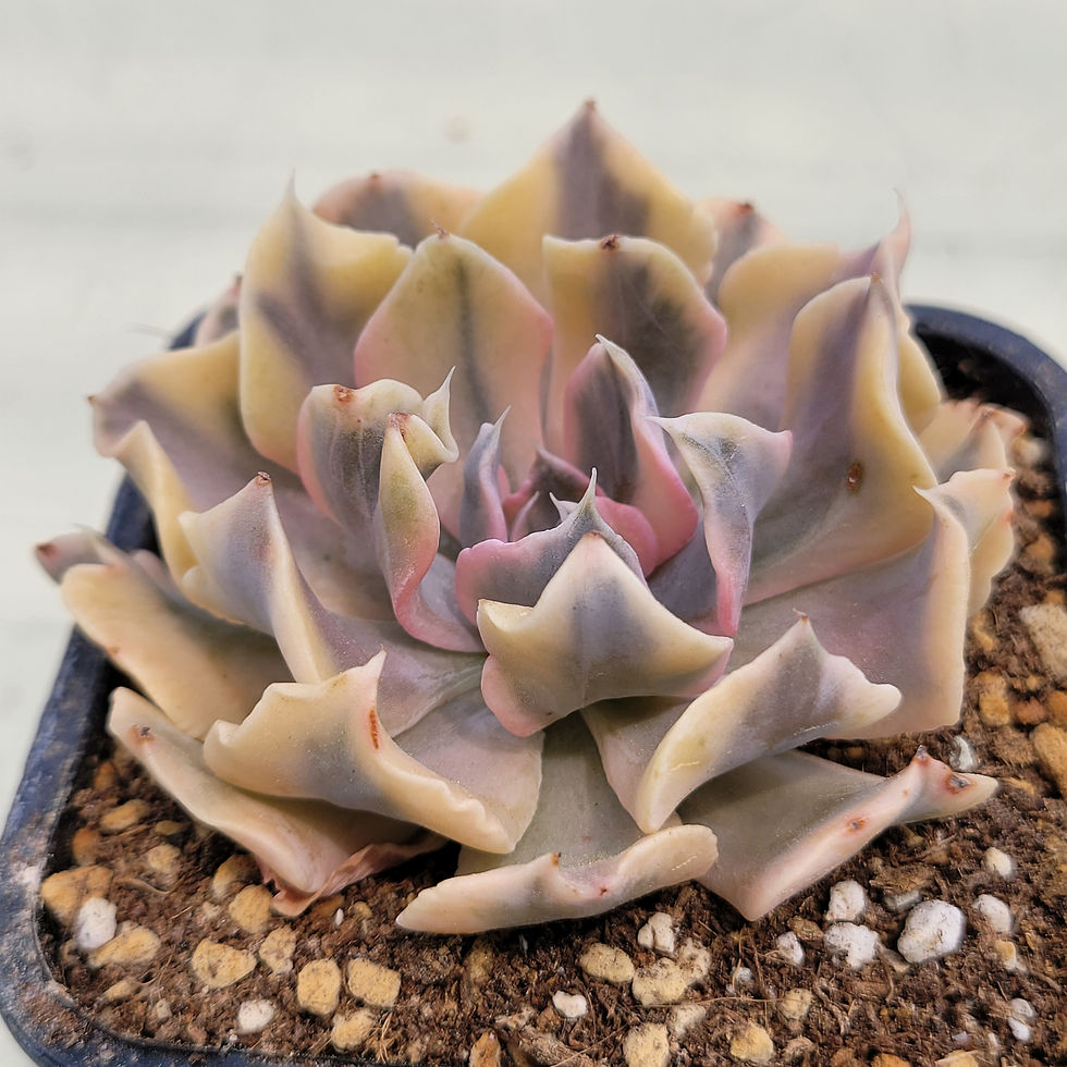 Thumbnail: Echeveria Saffron variegated 