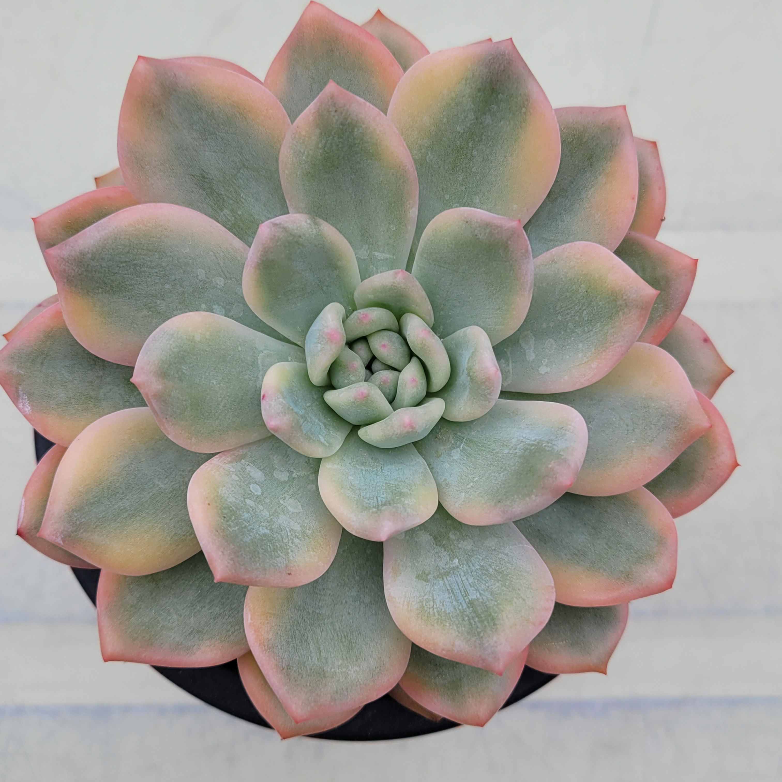 Echeveria Ariel variegated 