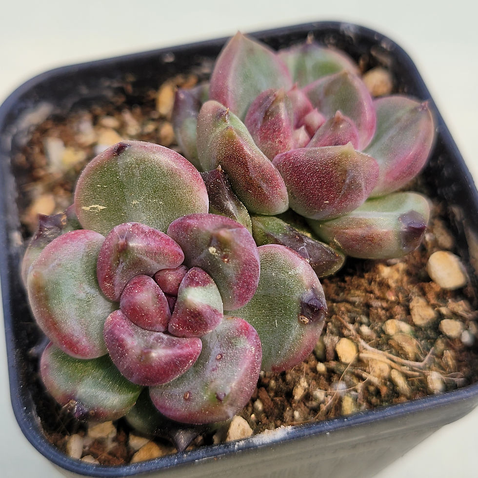 Thumbnail: Echeveria Stone Henge 