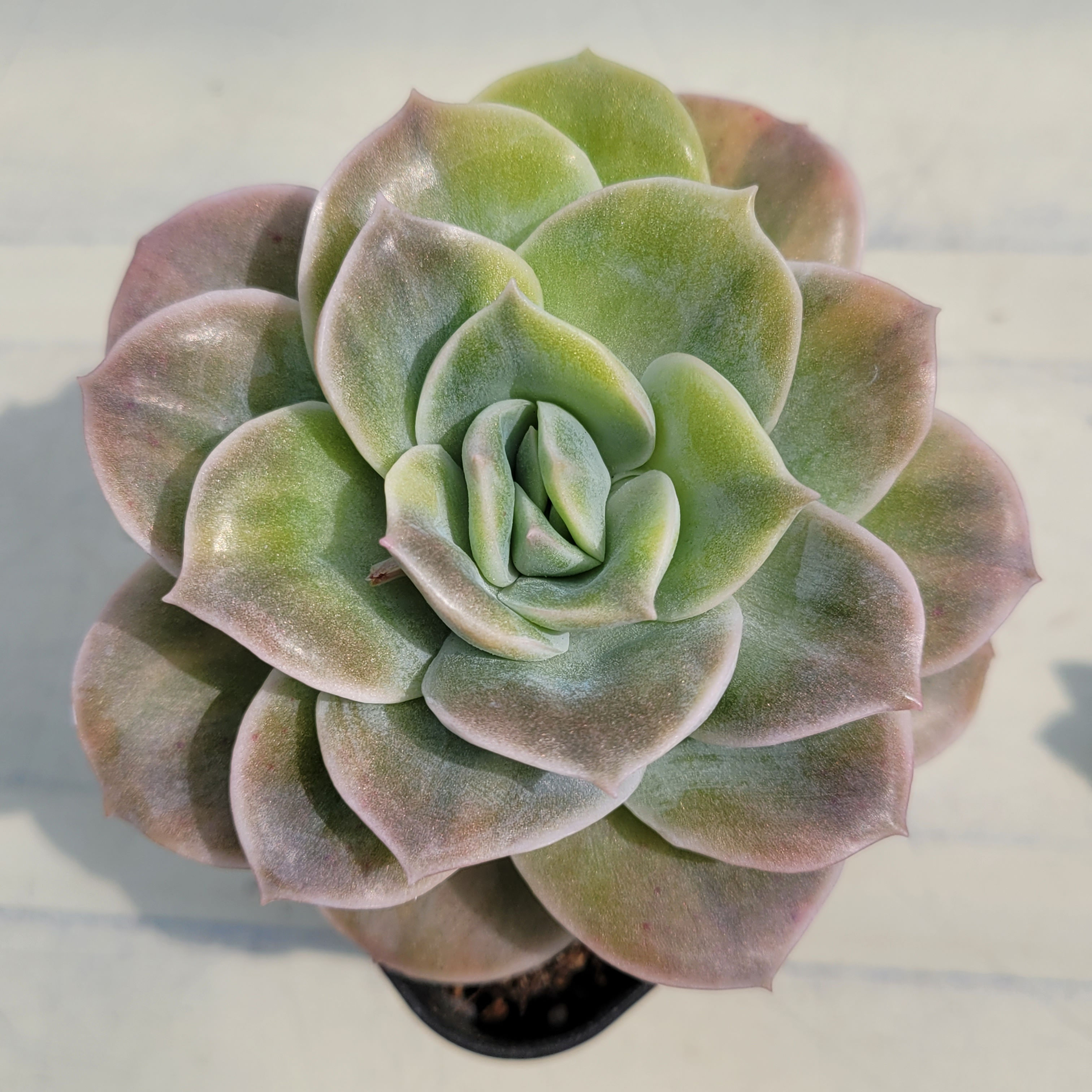 Echeveria Lovely Rose variegated 