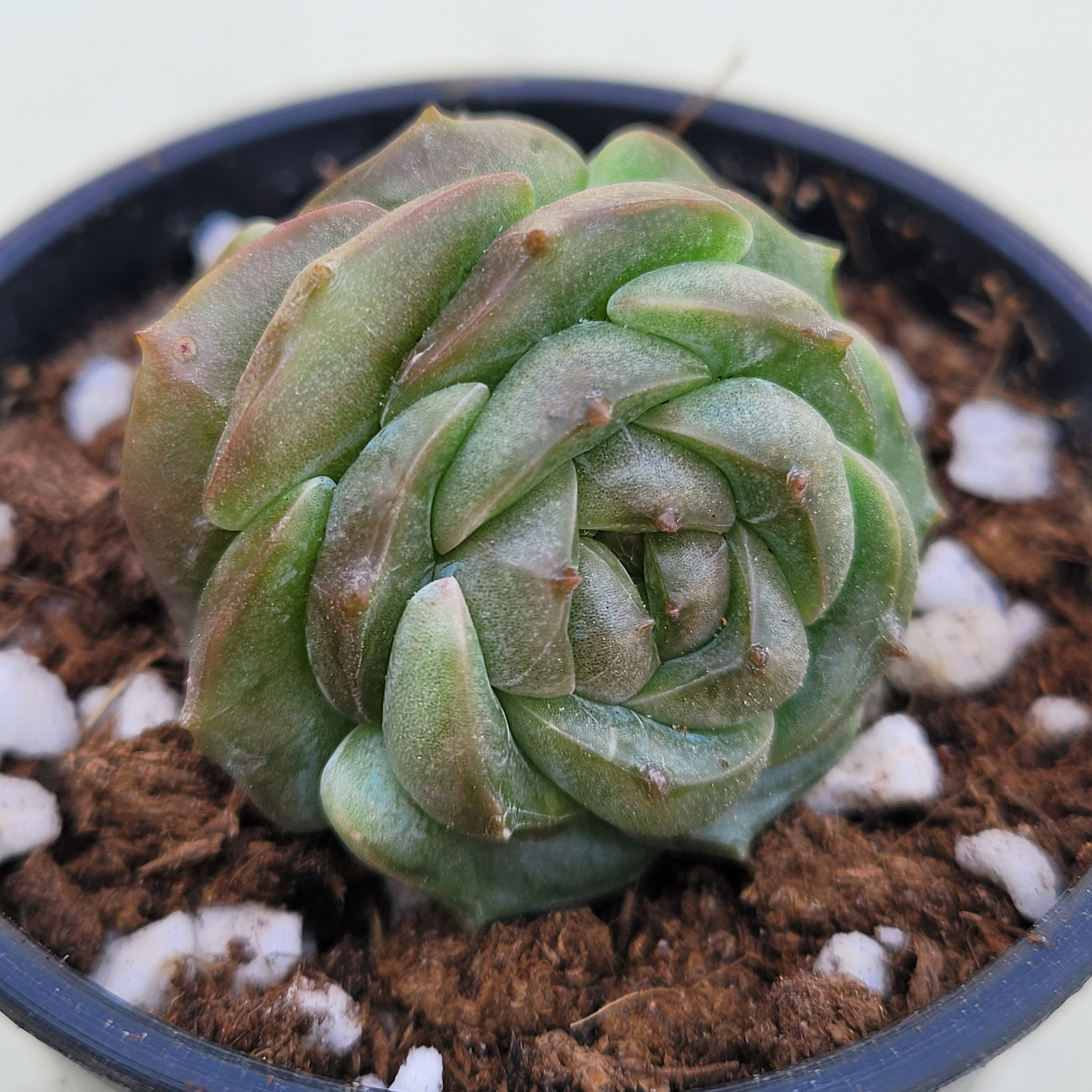 Echeveria Van Cleef Rose 