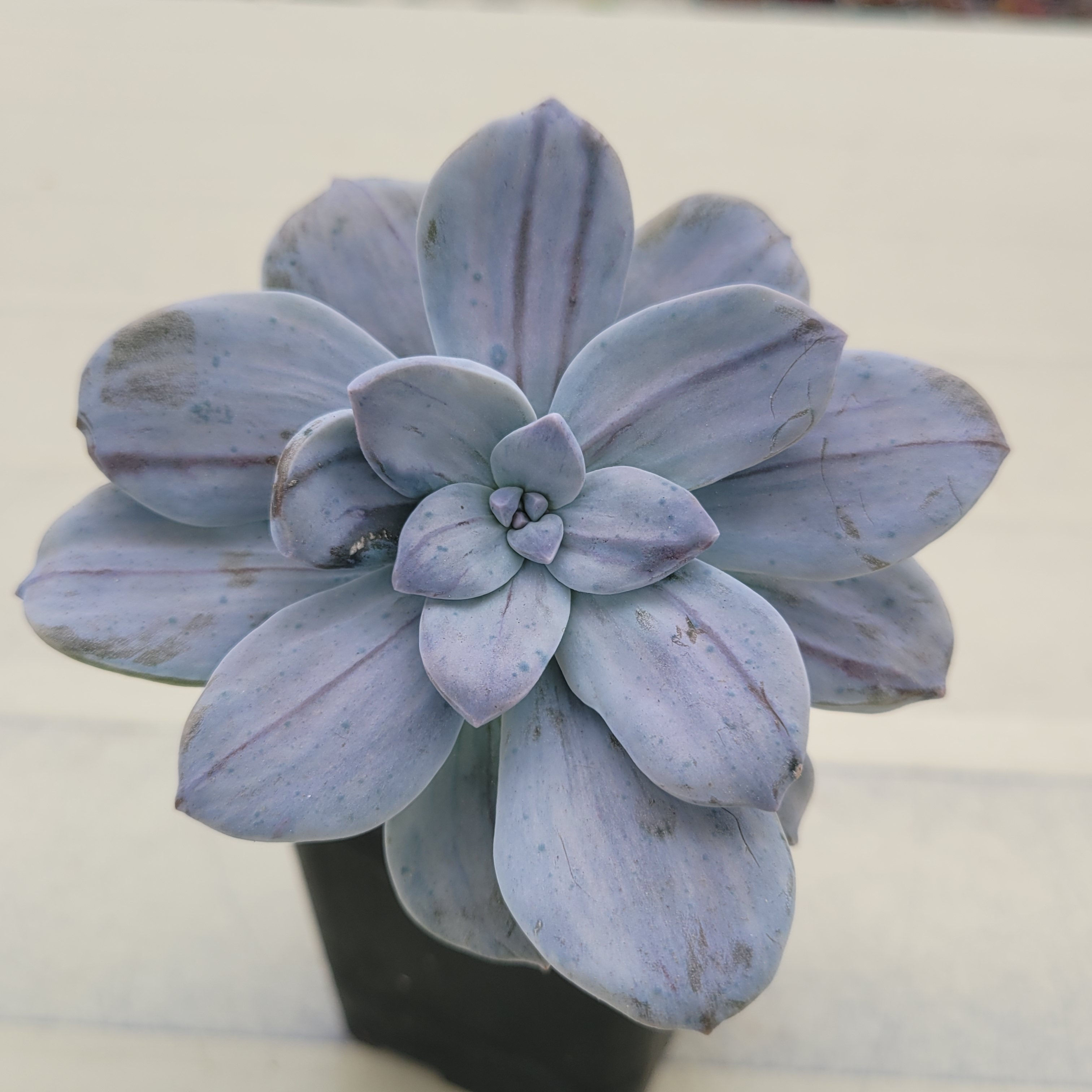 Graptopetalum Pentandrum Silverbum variegated 