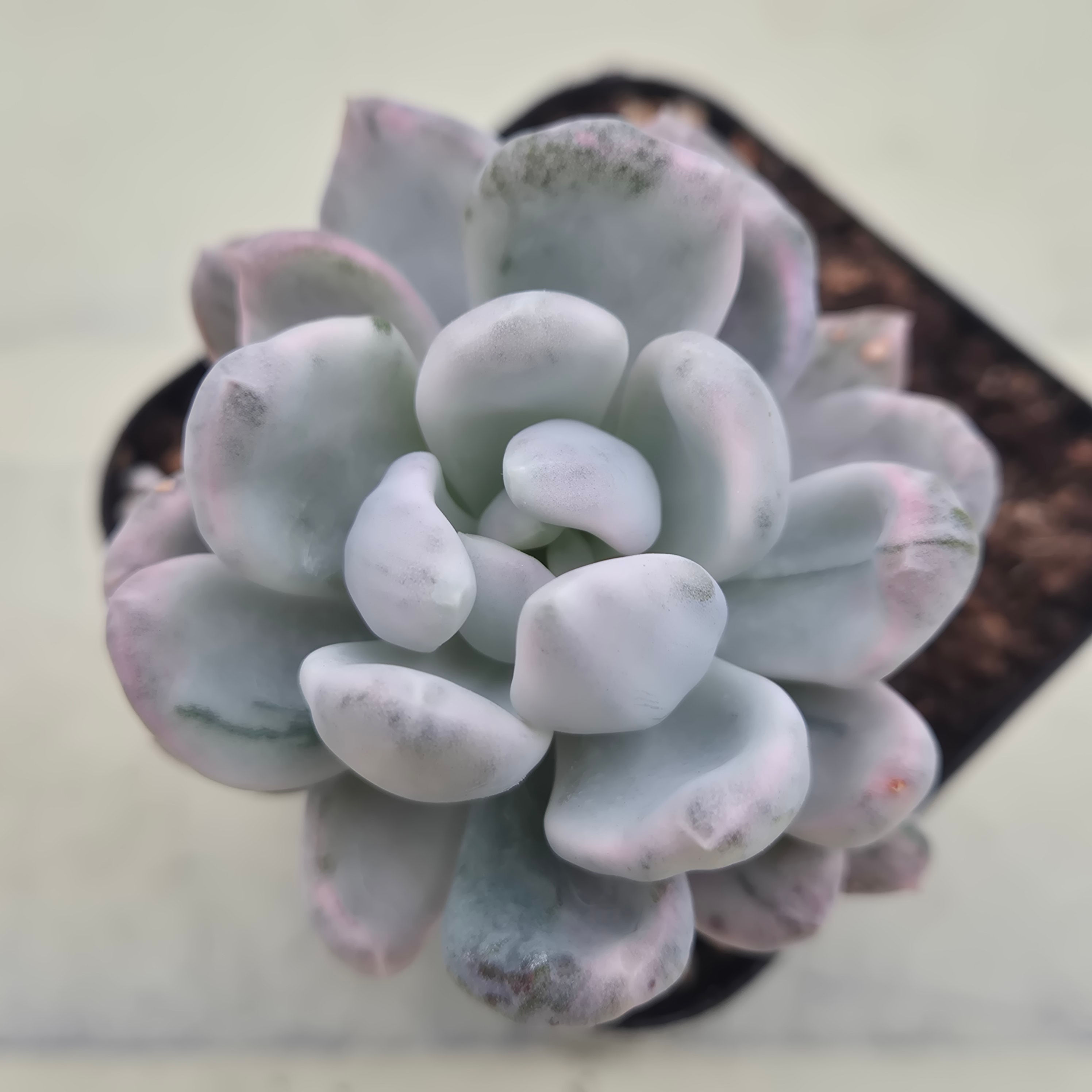 Pachyphytum rolly polly variegated 