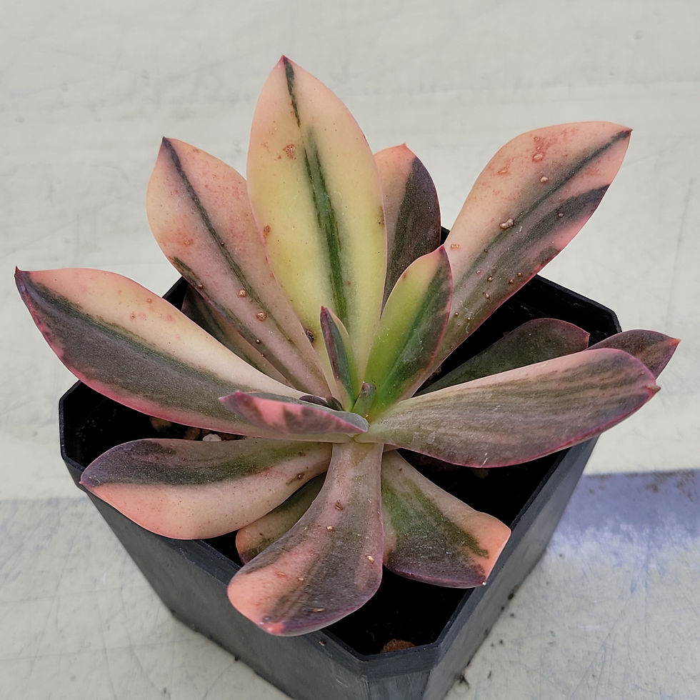 Thumbnail: Echeveria cv Hanaikada variegated 