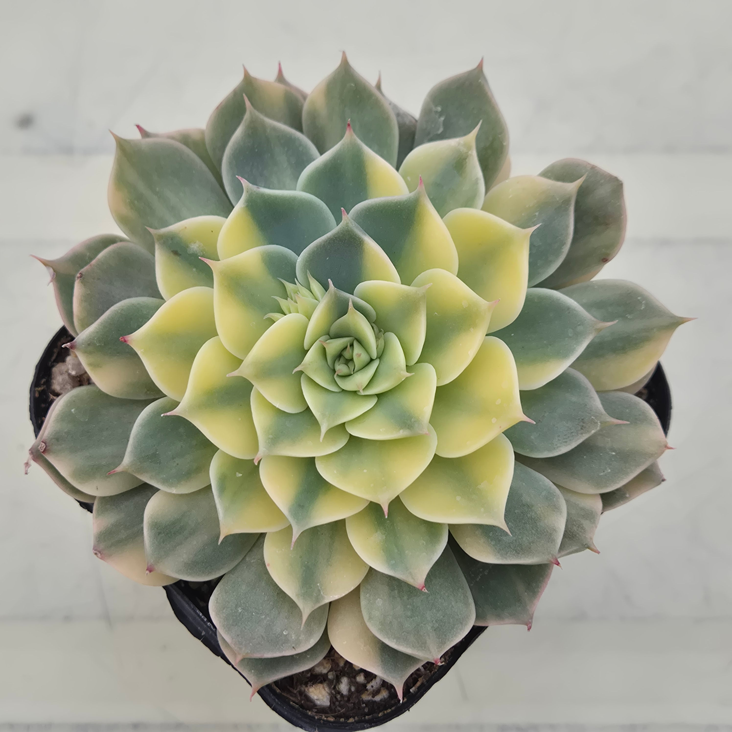 Echeveria Halbingeri variegated 