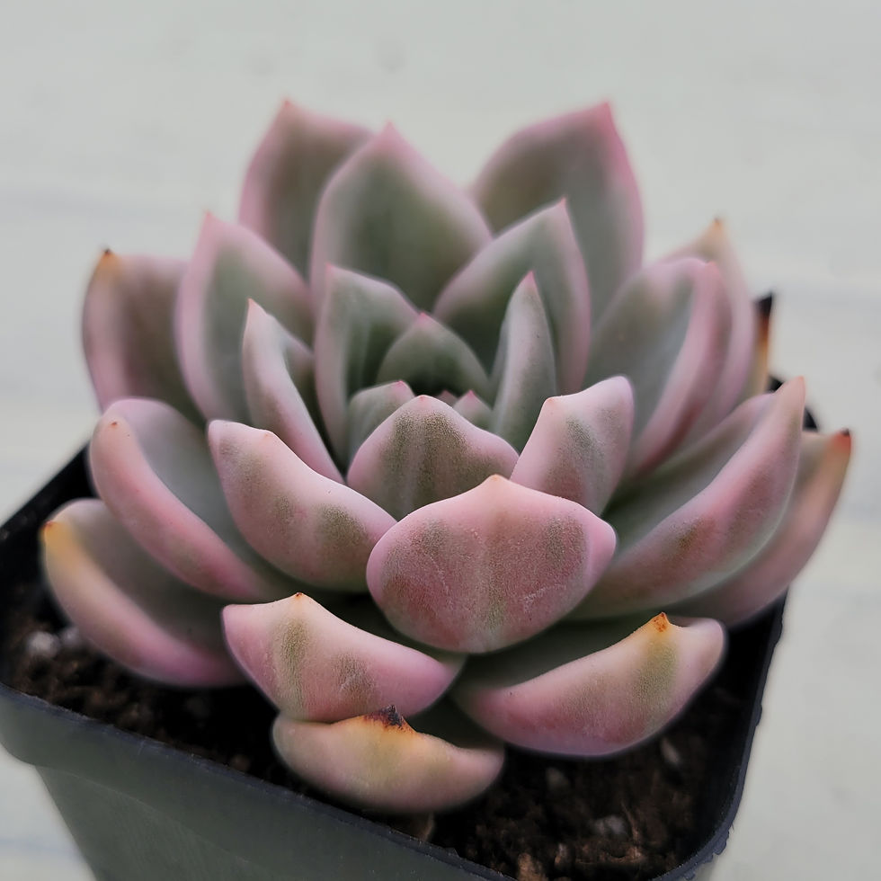 Thumbnail: Echeveria Pink Champagne variegated 