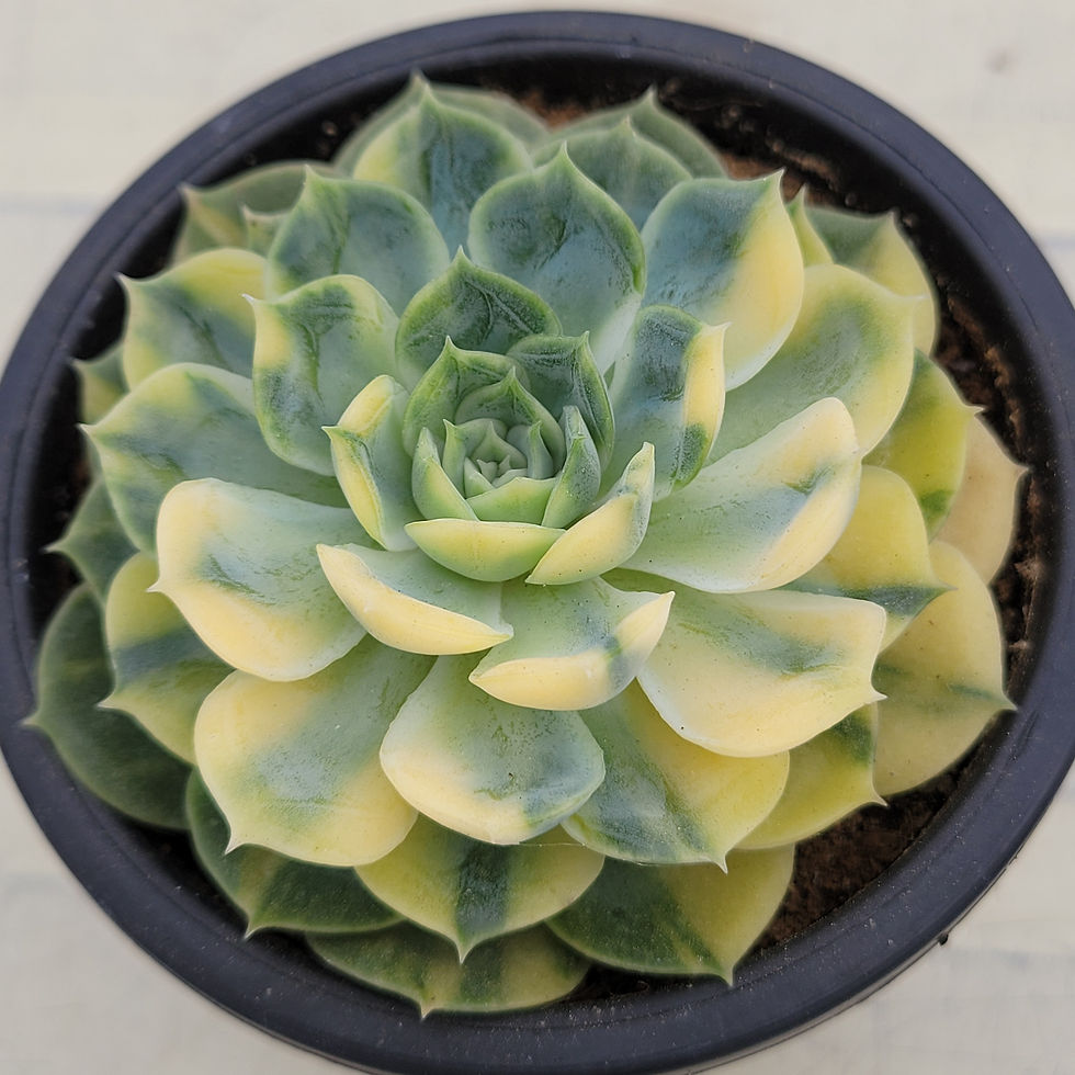 Thumbnail: Echeveria Onslow variegated Yellow variegated 