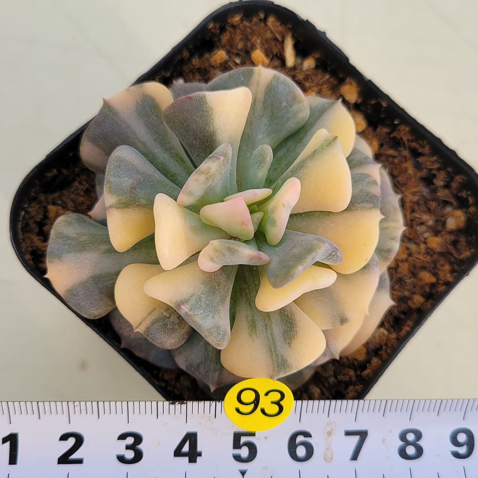 Thumbnail: Echeveria Cubic Frosty variegated 