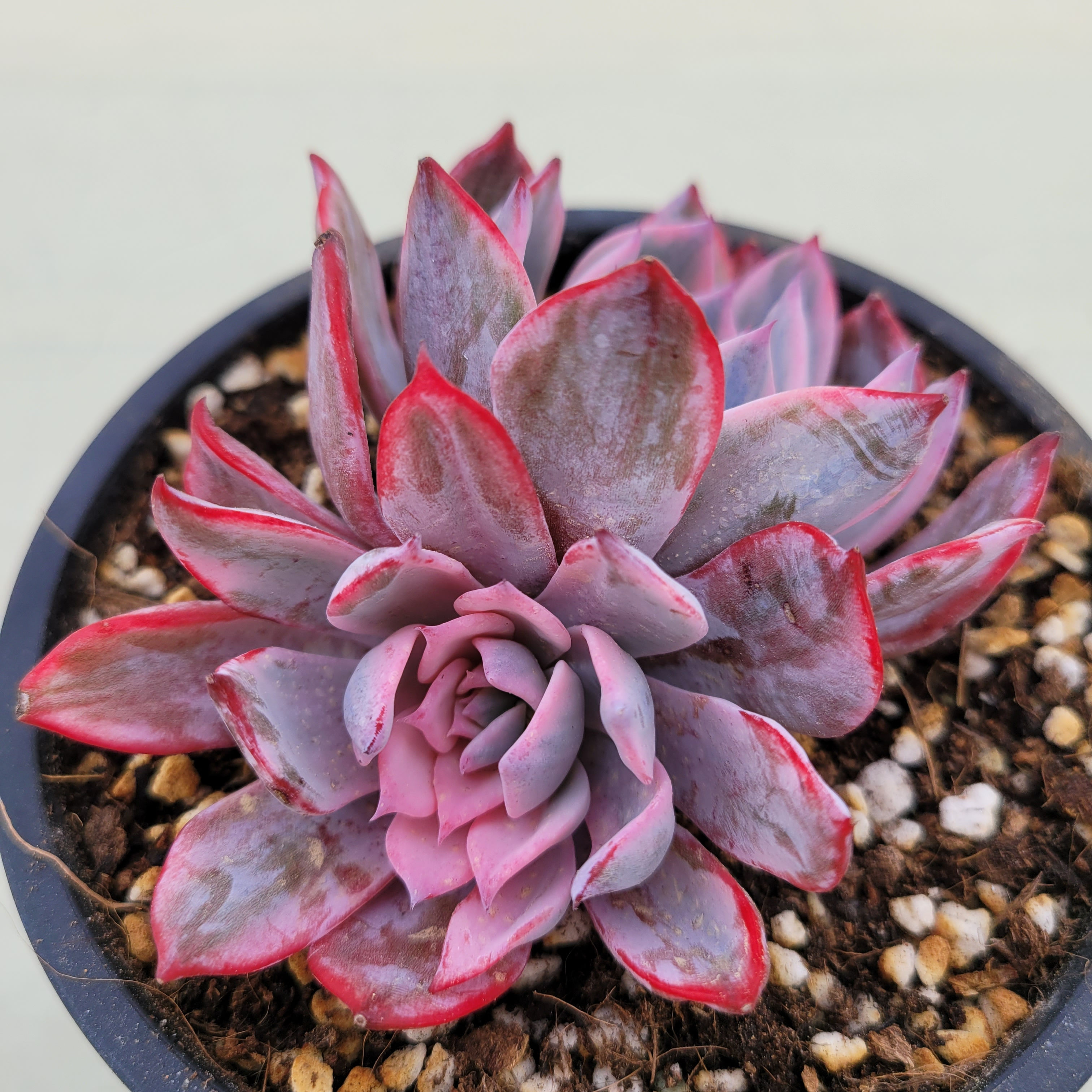 Echeveria Laulensis variegated 