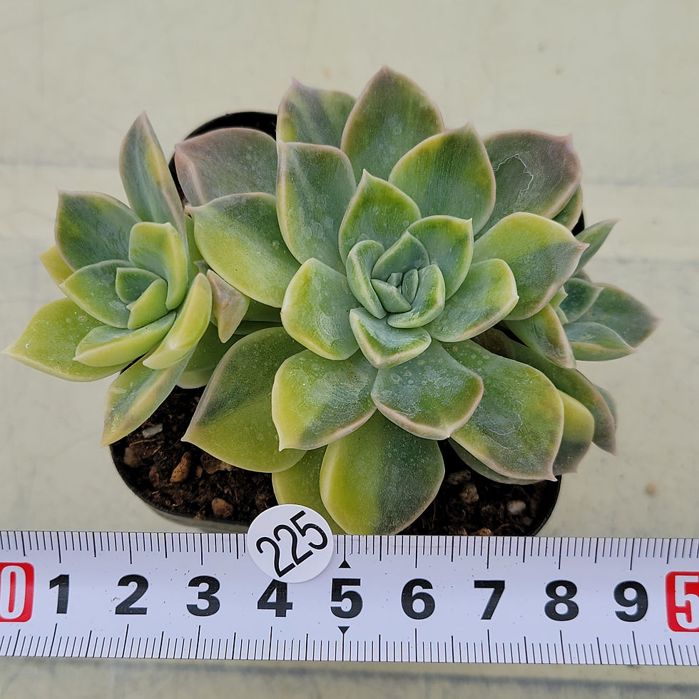 Thumbnail: Graptoveria Harry Watson variegated 