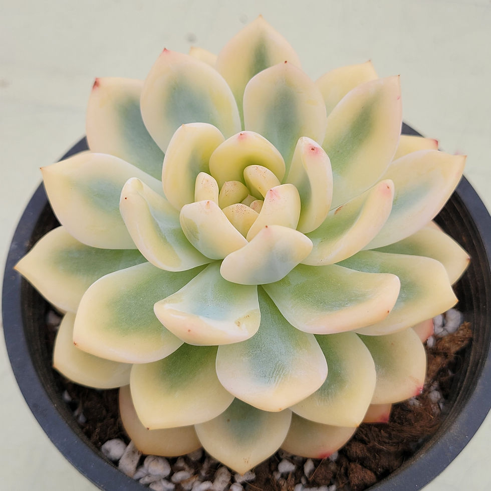 Thumbnail: Echeveria Orange Monroe variegated 