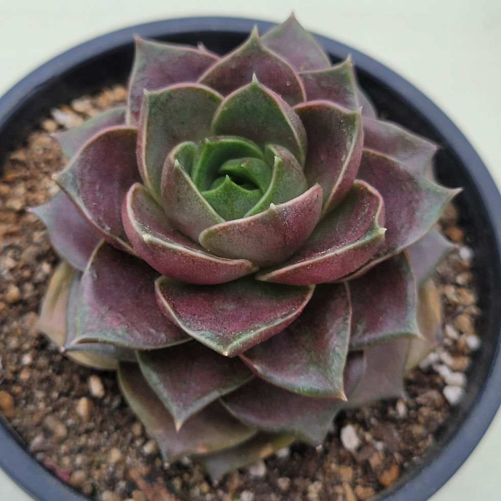 Thumbnail: Echeveria Jade Star Special 