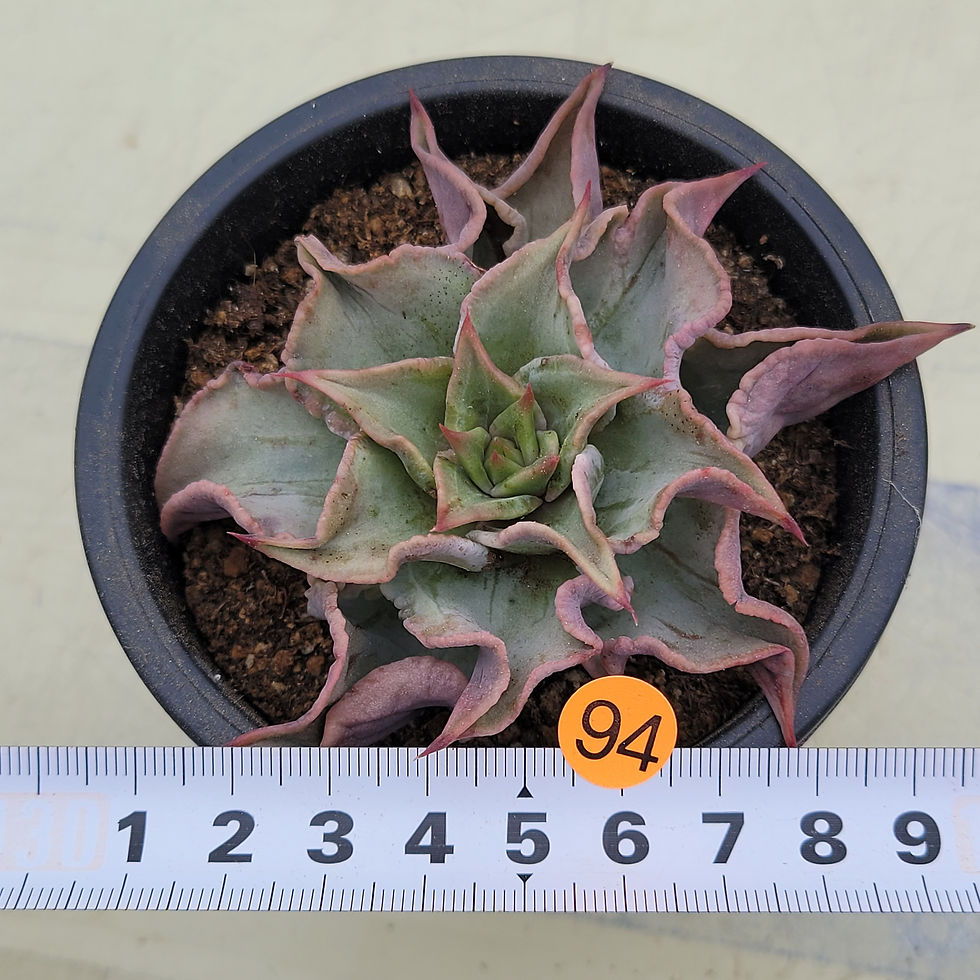 Thumbnail: Echeveria Madiba Blood Vein 