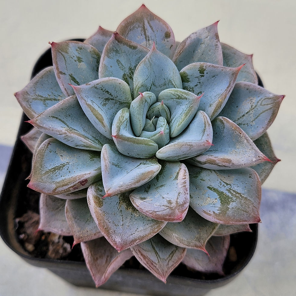 Thumbnail: Echeveria Blue Wedding 