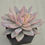 Thumbnail: Echeveria cv SIMONOASA variegated 