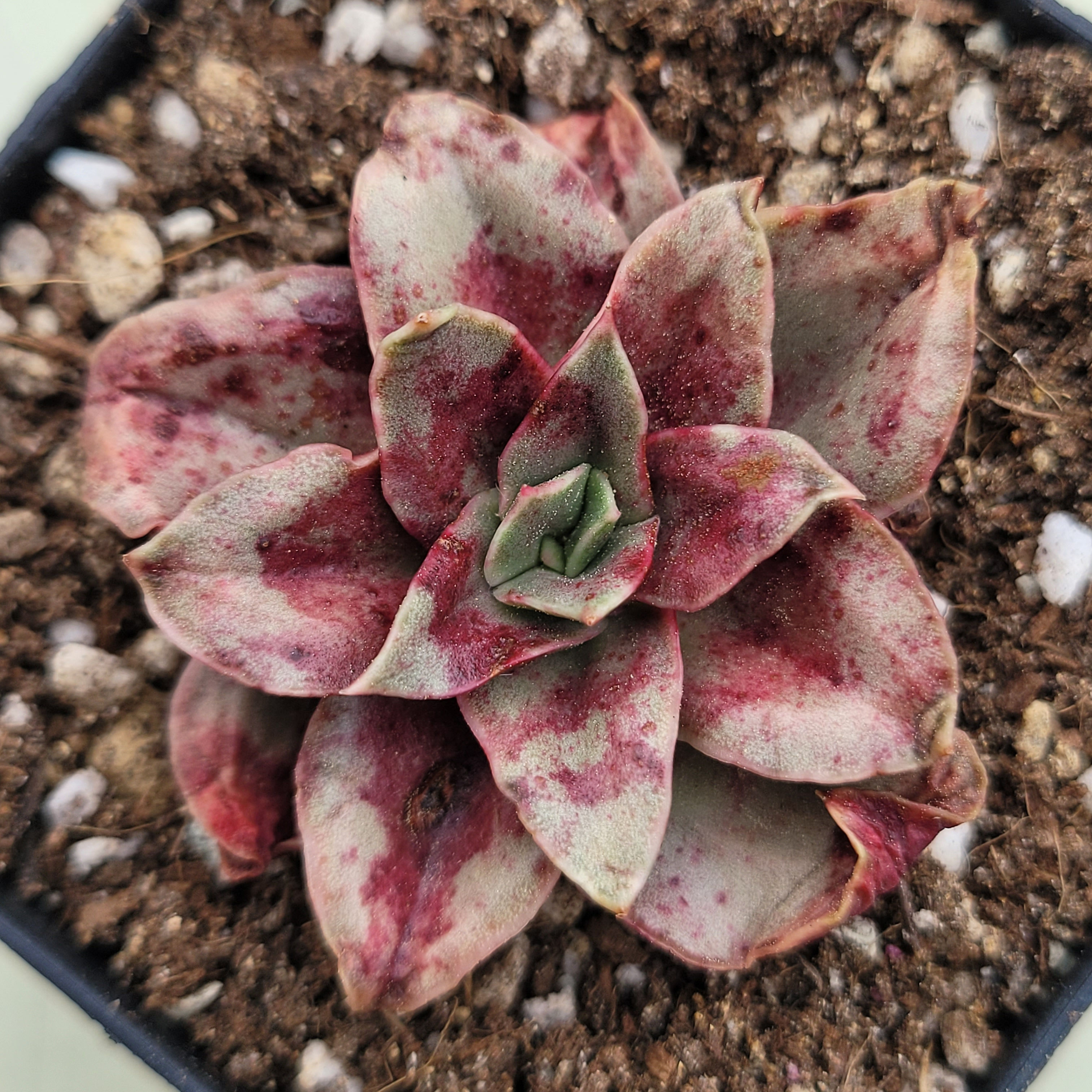 Echeveria Blood Snow 