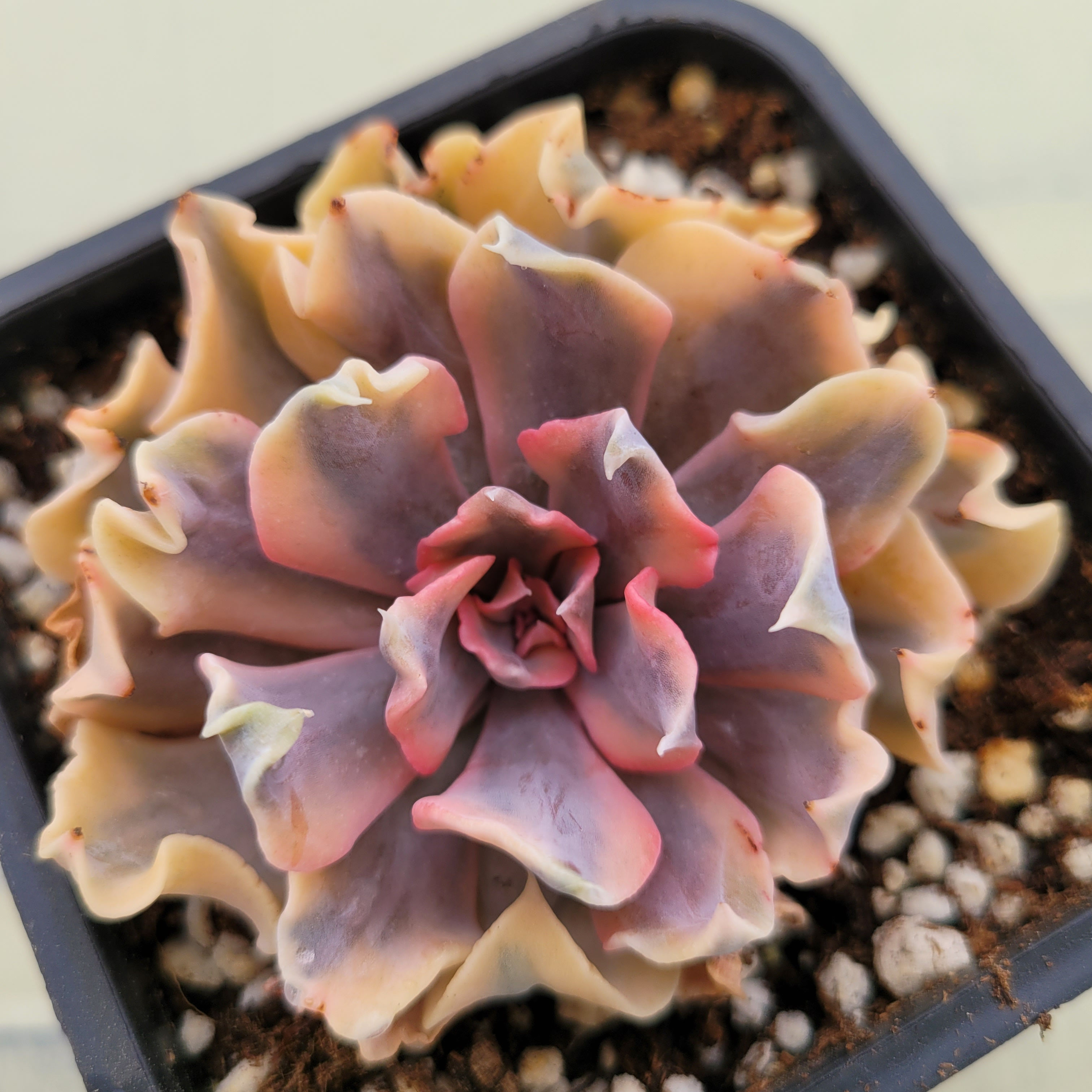 Echeveria Saffron variegated 