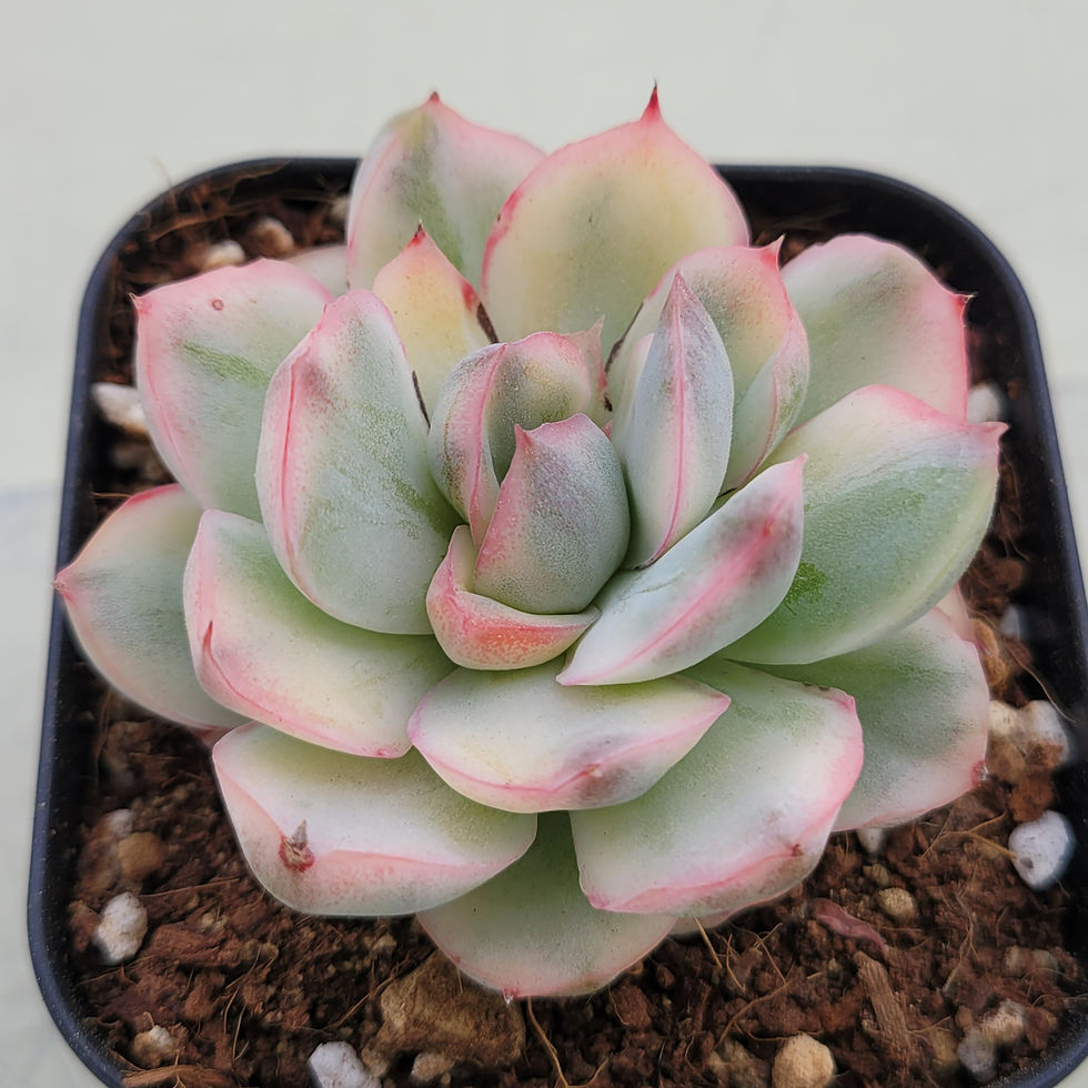 Thumbnail: Echeveria Strawberry Cake variegated 