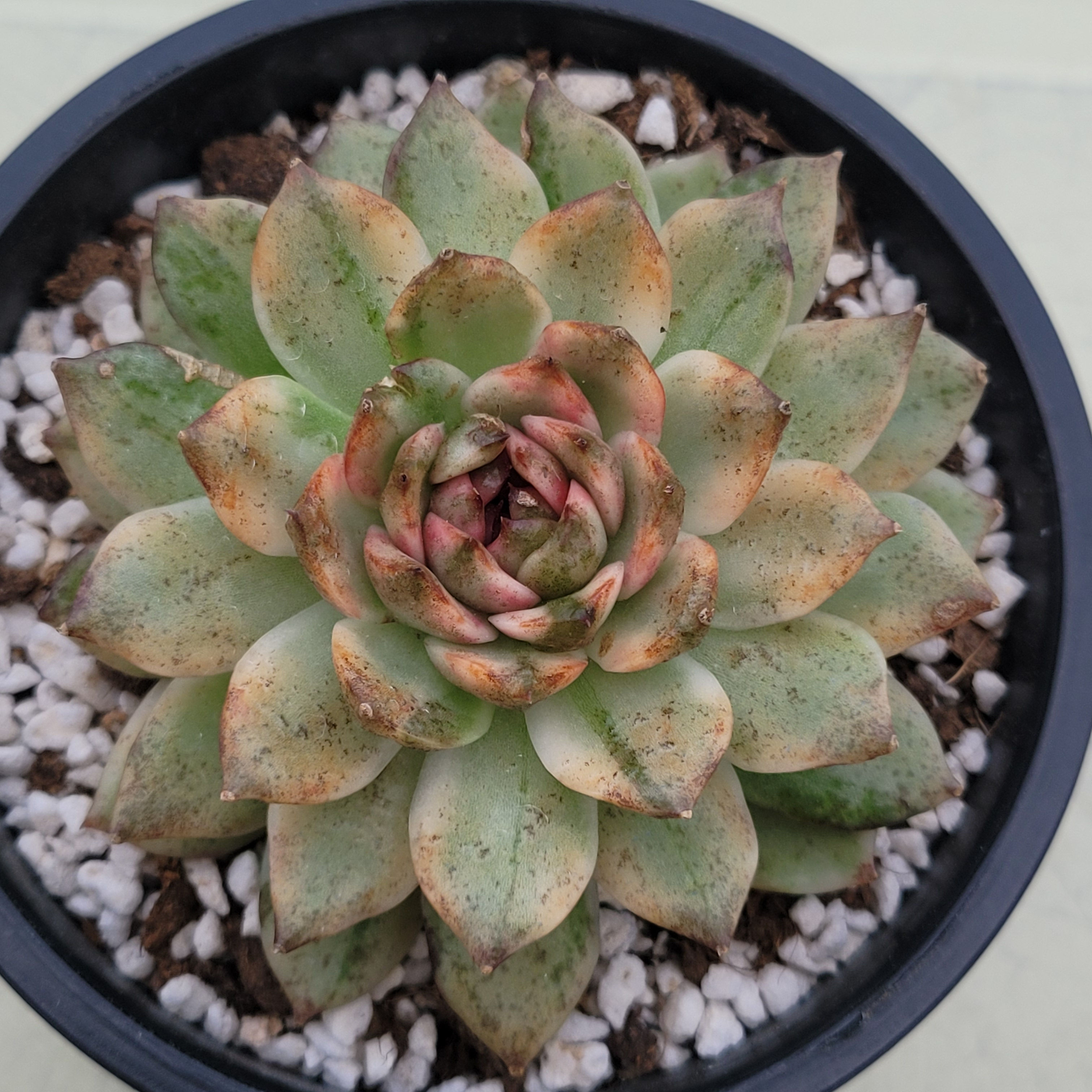 Echeveria Blood Soul variegated 