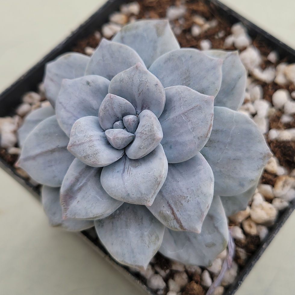 Thumbnail: Graptopetalum Pentandrum Silverbum variegated 
