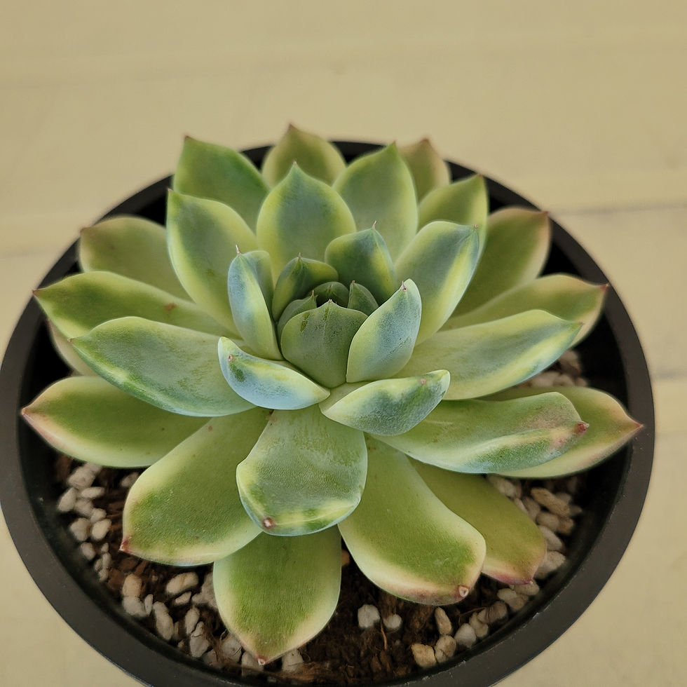 Thumbnail: Echeveria Alba beauty variegated 