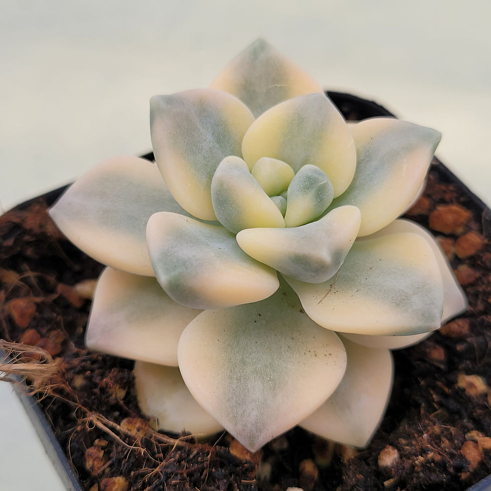 Thumbnail: Graptoveria Titubans variegated 