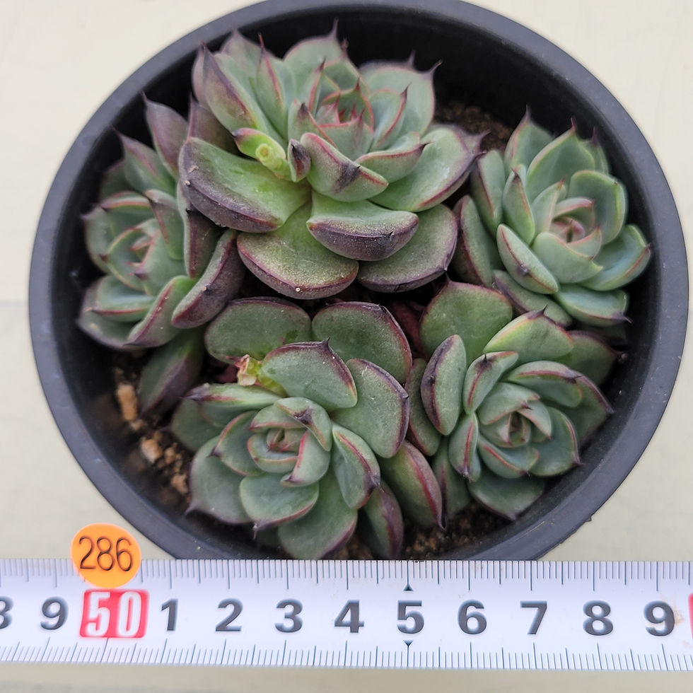 Thumbnail: Echeveria Dark Knight 