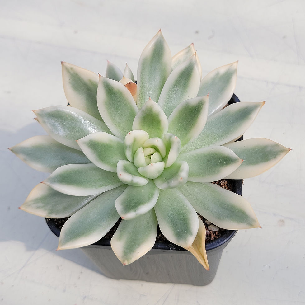 Thumbnail: Echeveria Galaxy variegated 