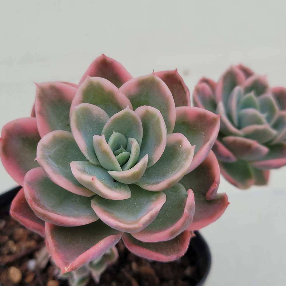 Thumbnail: Echeveria Pink Vera variegated 