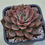 Thumbnail: Echeveria Dark Yongsa variegated 
