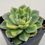 Thumbnail: Echeveria Ice Pinky variegated 