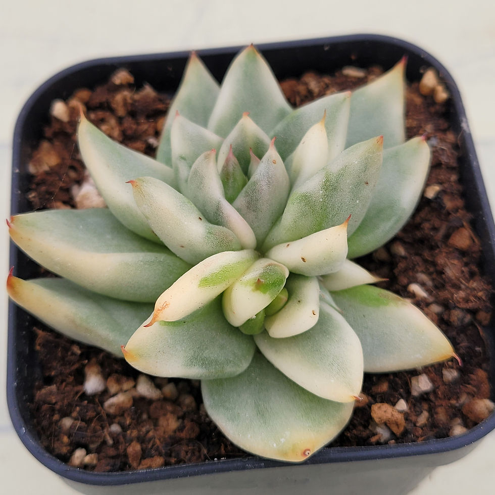 Thumbnail: Echeveria Agavoides Pure Maria variegated 