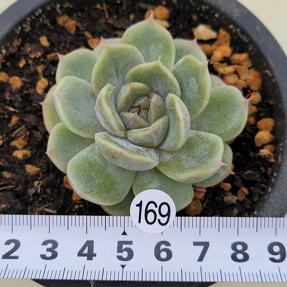 Thumbnail: Echeveria Seolboon 