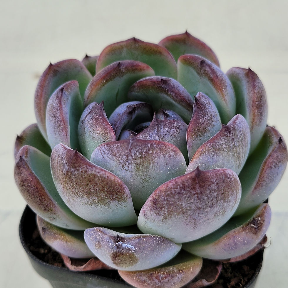 Thumbnail: Echeveria Dark Opal 