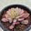 Thumbnail: Echeveria Scarlett variegated 