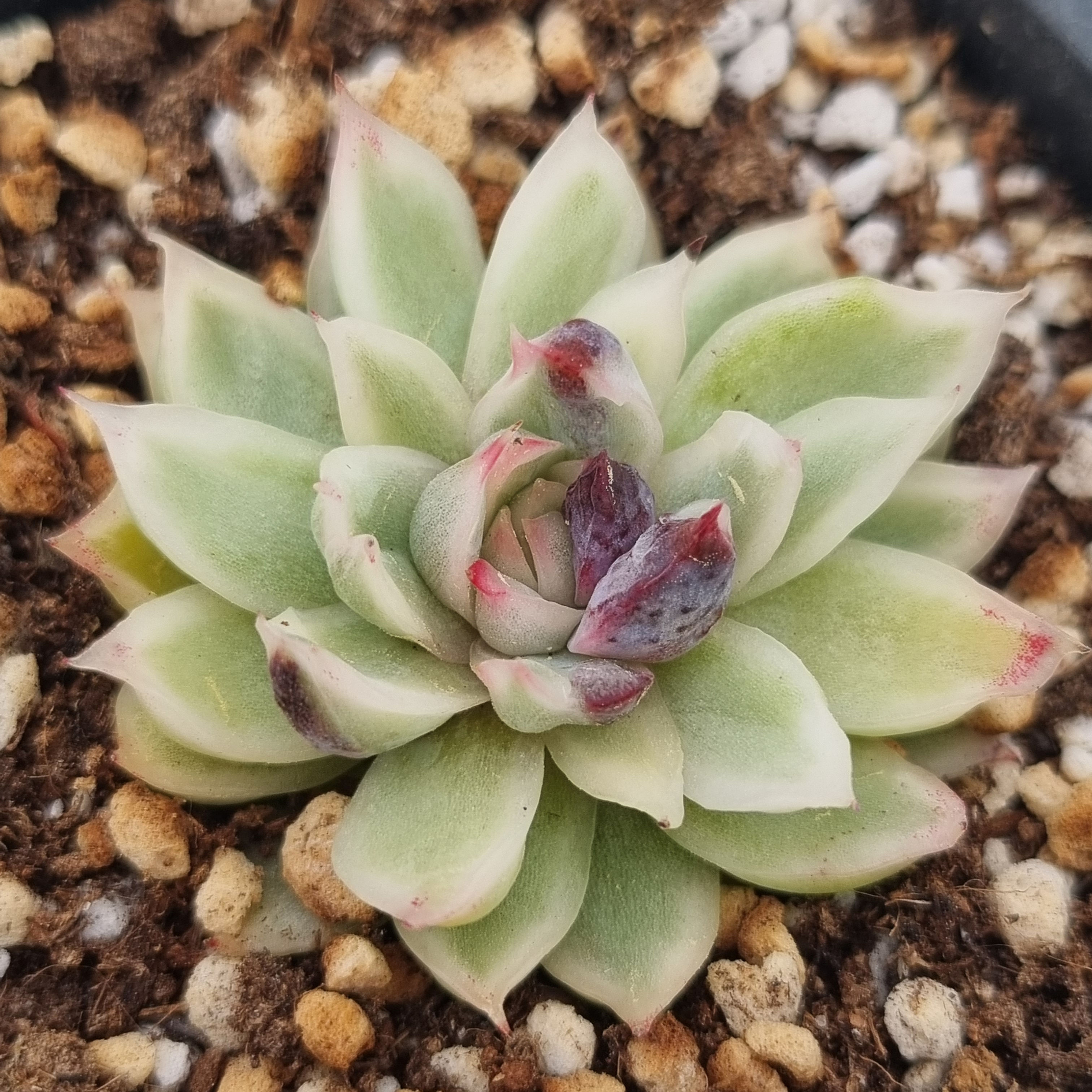 Echeveria Red Sandwich variegated 
