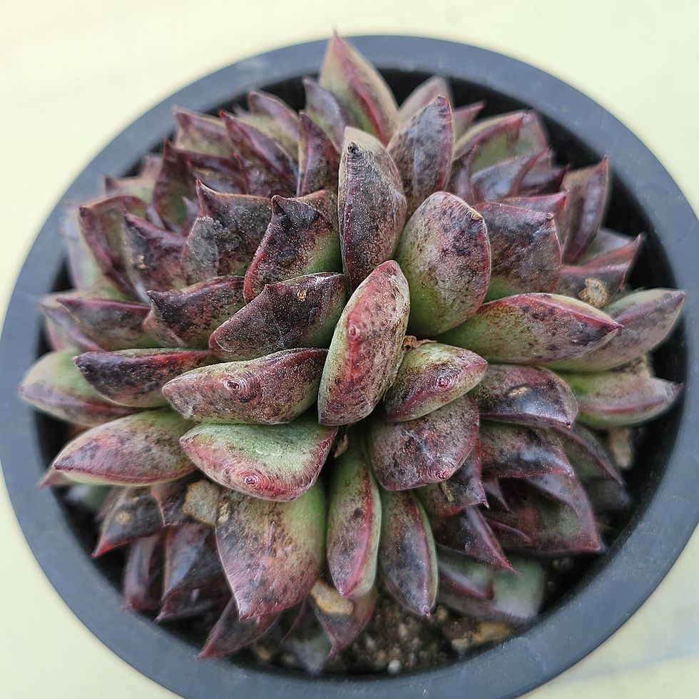 Thumbnail: Echeveria Black Bear 