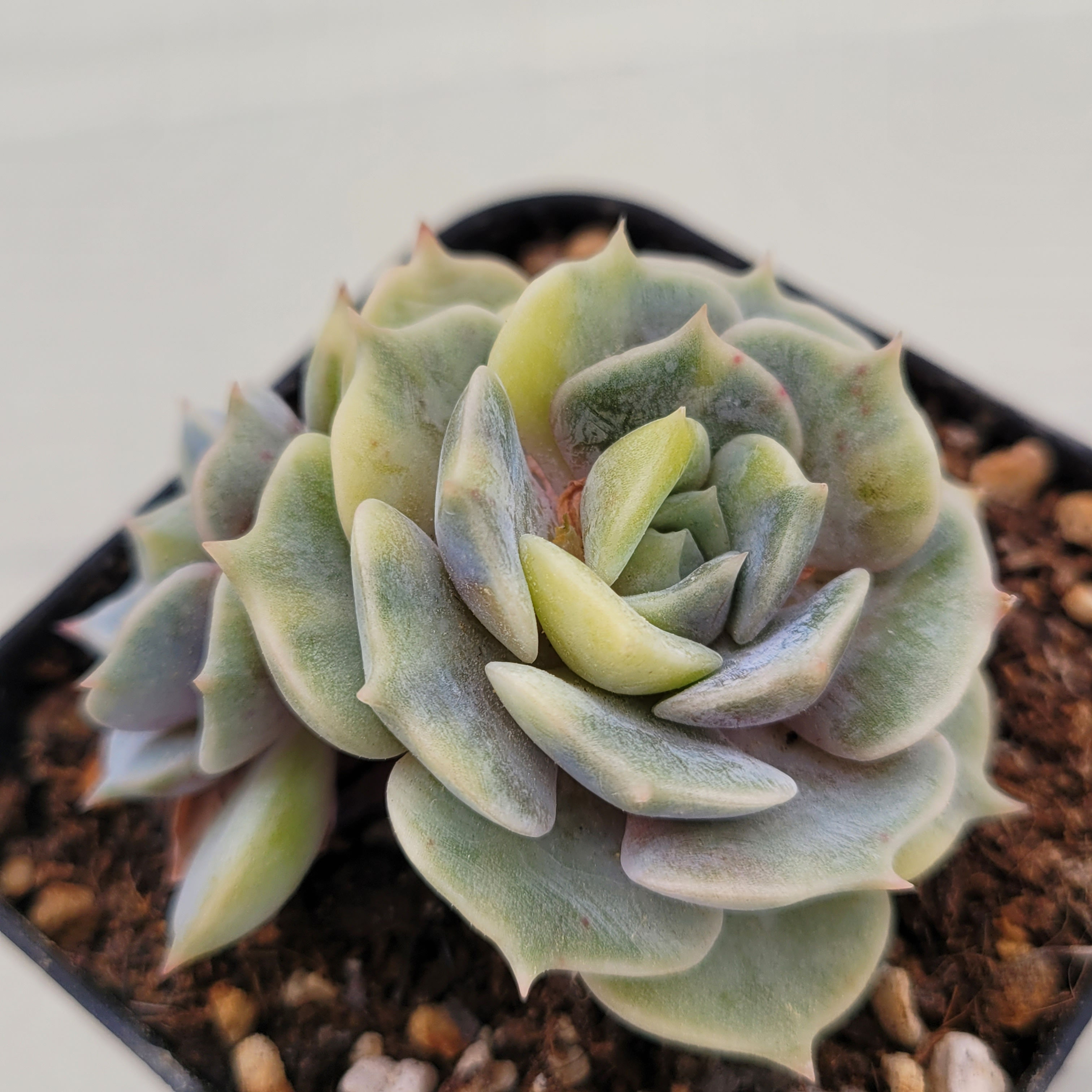Echeveria Lola variegated 
